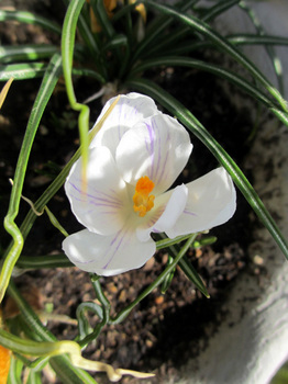 2013年3月28日＊白いクロッカス、開花。