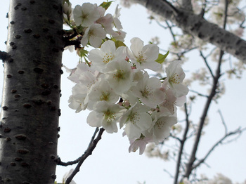 2014年4月6日＊市街地の土手の白い桜♪