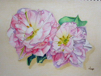 2013年6月20日＊色鉛筆画「八重咲きチューリップ」